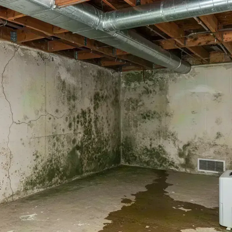 Professional Mold Removal in Granville, OH